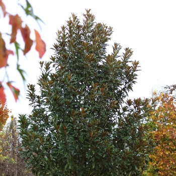 Magnolia - grandiflora - Alta - TMGH