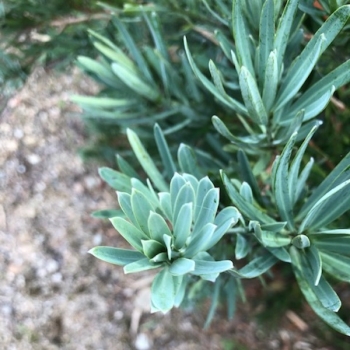 Podocarpus - macrophyllus - Hara Blue   - COV