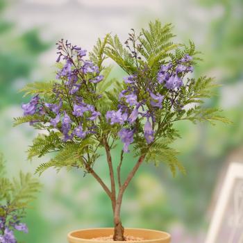Jacaranda - mimosifolia - Bonsai Blue - Sakai01