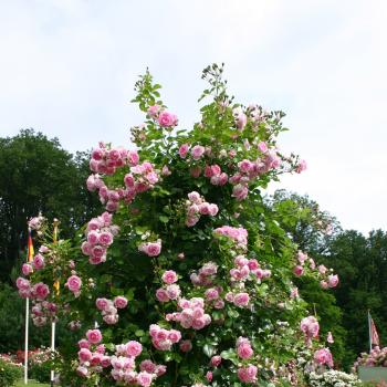 Rosa - hybride - Jasmina® - Korcentex