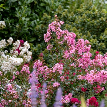 Lagerstroemia - indica - Choco Pink - Lagvap