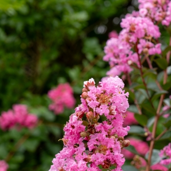 Lagerstroemia - indica - Choco Pink - Lagvap