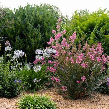 Lagerstroemia - indica - Choco Pink - Lagvap