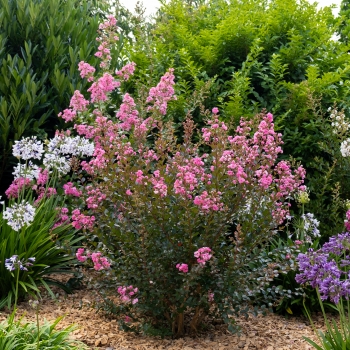 Lagerstroemia - indica - Choco Pink - Lagvap