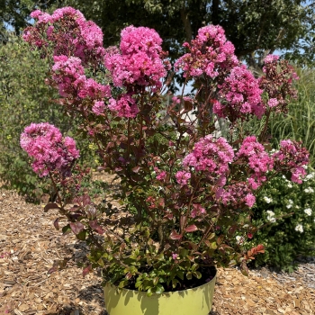 Lagerstroemia - hybride - Dragon  - Lagvad