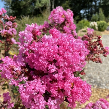 Lagerstroemia - hybride - Dragon  - Lagvad