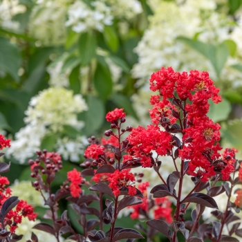 Lagerstroemia - indica - Flame - COV