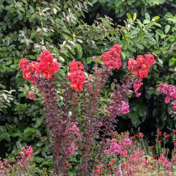 Lagerstroemia - indica - Flame - COV