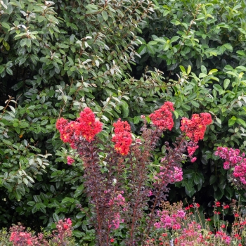 Lagerstroemia - indica - Flame - COV