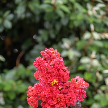 Lagerstroemia - indica - Flame - COV