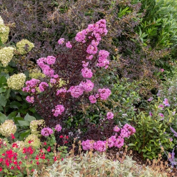Lagerstroemia - indica - Fuchsia - COV