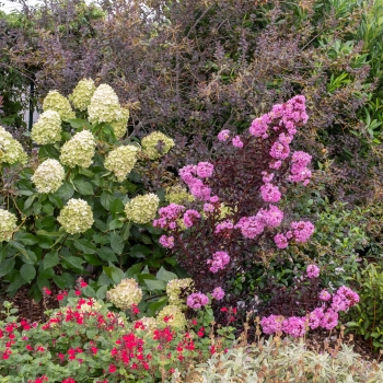 Lagerstroemia - indica - Fuchsia - COV