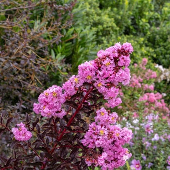 Lagerstroemia - indica - Fuchsia - COV