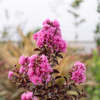 Lagerstroemia - indica - Fuchsia - COV
