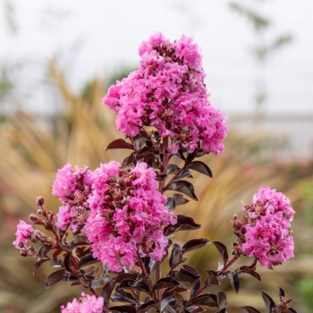 Lagerstroemia - indica - Fuchsia - COV
