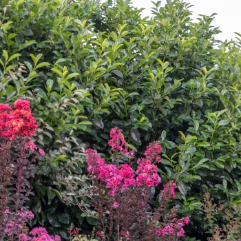 Lagerstroemia - indica - Fusion - COV