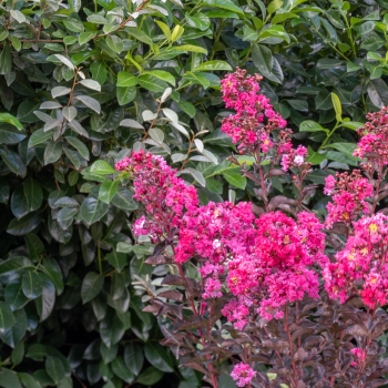 Lagerstroemia - indica - Fusion - COV