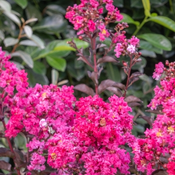 Lagerstroemia - indica - Fusion - COV