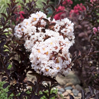 Lagerstroemia - indica - Moonlight - COV