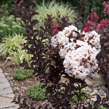 Lagerstroemia - indica - Moonlight - COV