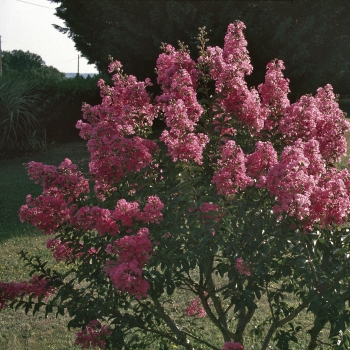 Lagerstroemia - hybride - Dragon  - Lagvad