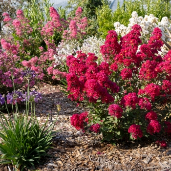 Lagerstroemia - indica - Red Red Wine - Lagvar