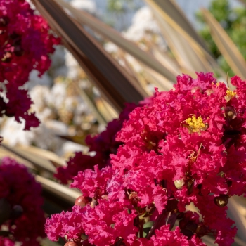 Lagerstroemia - indica - Red Red Wine - Lagvar