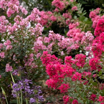 Lagerstroemia - indica - Red Red Wine - Lagvar