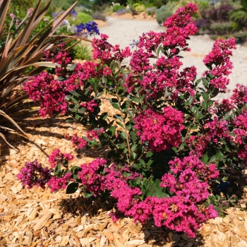 Lagerstroemia - hybride - Red Red Wine - Lagvar