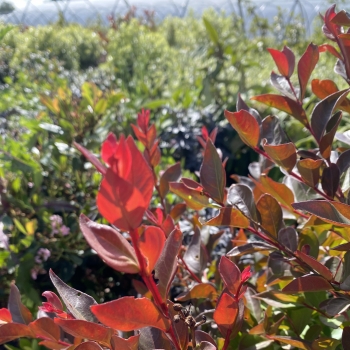 Lagerstroemia - indica - Red Red Wine - Lagvar