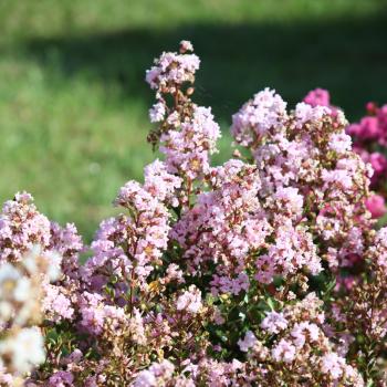Lagerstroemia - indica - Babe - Milaperl