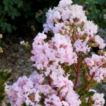 Lagerstroemia - indica - Babe - Milaperl