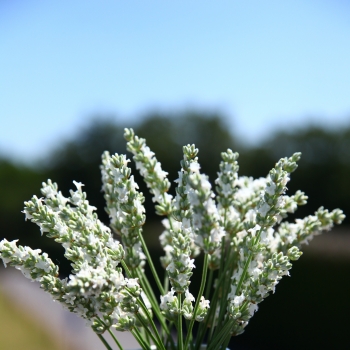 Lavandula - intermedia - Exceptional - COV