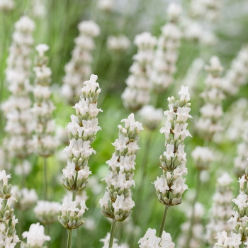 Lavandula - intermedia - Exceptional - COV