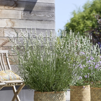 Lavandula - intermedia - Exceptional - COV
