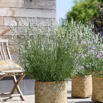 Lavandula - intermedia - Exceptional - COV