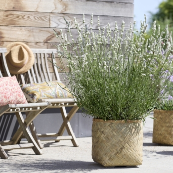 Lavandula - intermedia - Exceptional - COV