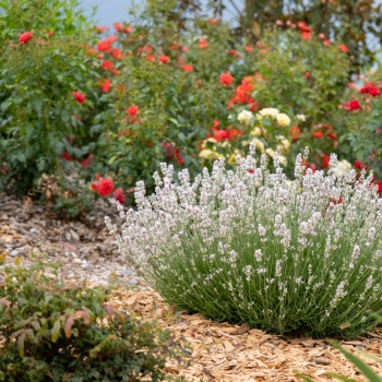 Lavandula - hybride - Little Lizzie - COV