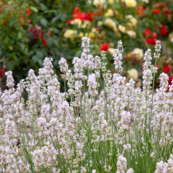 Lavandula - hybride - Little Lizzie - COV