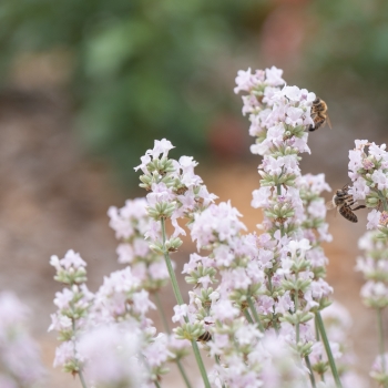 Lavandula - hybride - Little Lizzie - COV