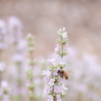 Lavandula - hybride - Little Lizzie - COV