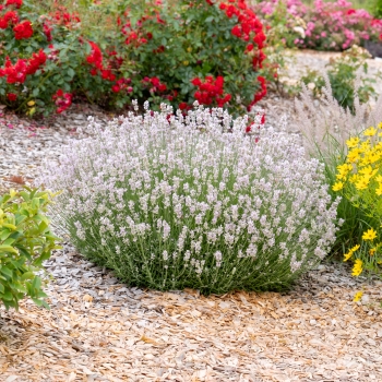 Lavandula - hybride - Little Lizzie - COV