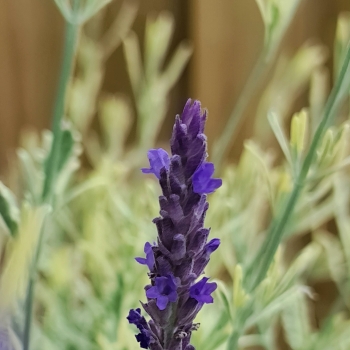 Lavandula - x heterophylla  - Meerlo - COV