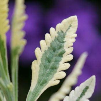 Lavandula - x heterophylla  - Meerlo - COV
