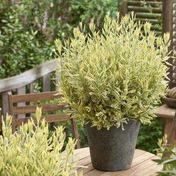 Lavandula - x heterophylla  - Meerlo - COV