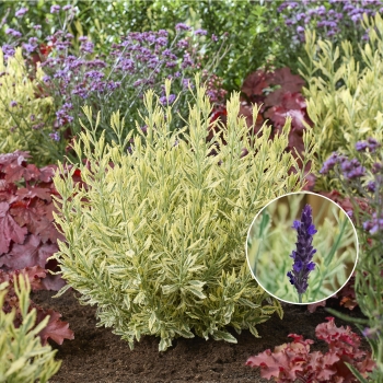 Lavandula - × heterophylla  - Meerlo - COV