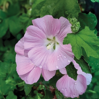 Lavatera - hybride - Marshmallow Strawberry Cream - 17/04