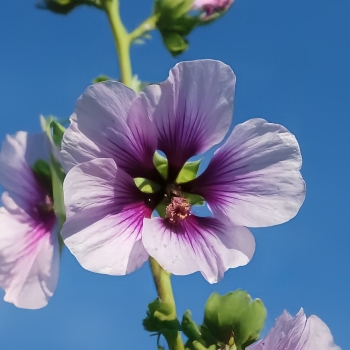 Lavatera - hybride - Summertime Blues  - COV