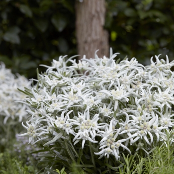 Leontopodium - alpinum - Blossom of Snow - Berghman