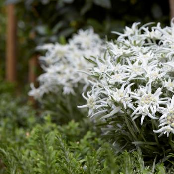 Leontopodium - alpinum - Blossom of Snow - Berghman